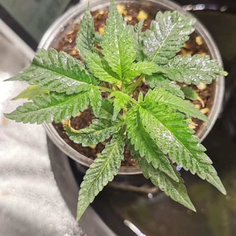 COP (clone2) growlog timeline photo