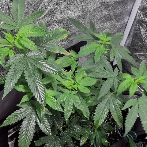 COP growlog timeline photo