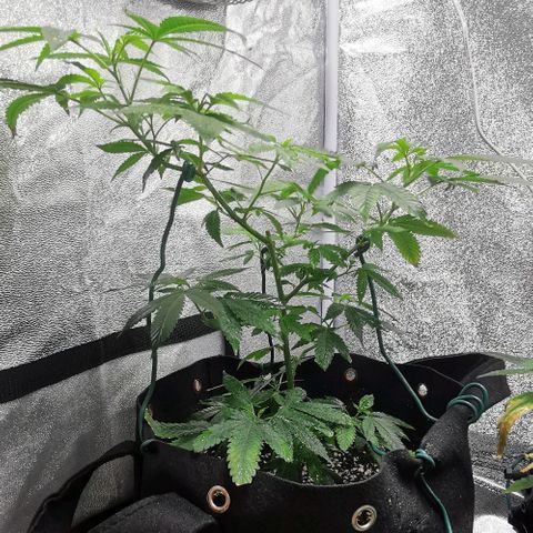 COP growlog timeline photo
