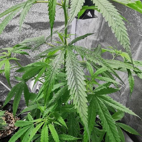 Gorilla OG growlog timeline photo
