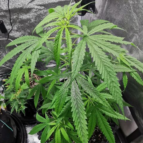 Gorilla OG growlog timeline photo