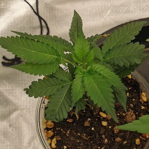 COP (clone2) growlog timeline photo