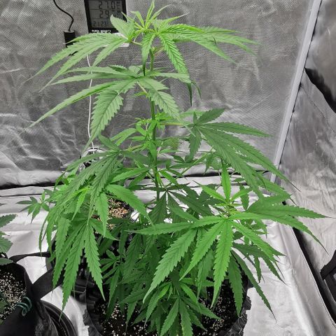 Gorilla OG growlog timeline photo