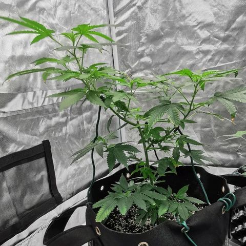 COP growlog timeline photo