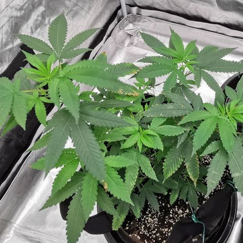 COP growlog timeline photo
