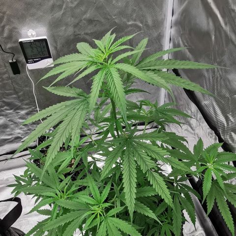 Gorilla OG growlog timeline photo