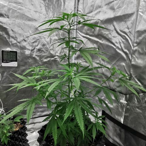 Gorilla OG growlog timeline photo
