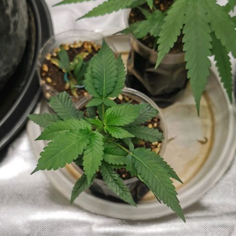 COP (clone2) growlog timeline photo