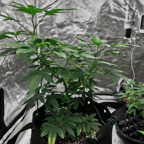 COP growlog timeline photo