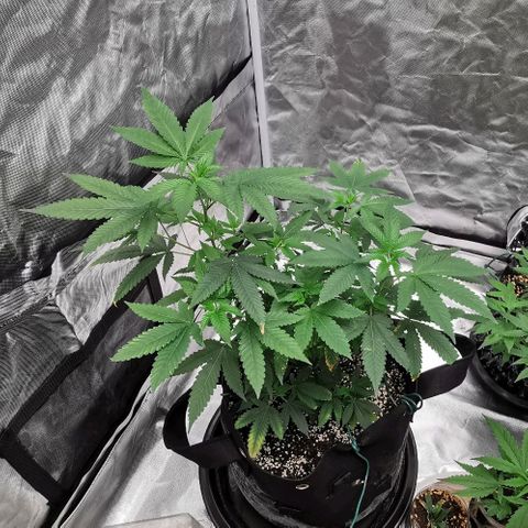COP growlog timeline photo