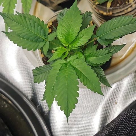 COP (clone2) growlog timeline photo