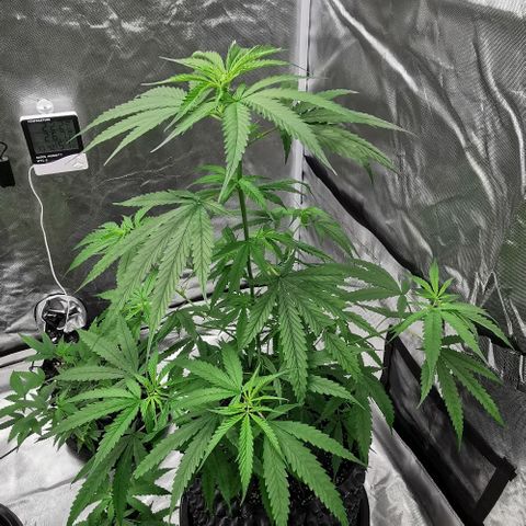 Gorilla OG growlog timeline photo