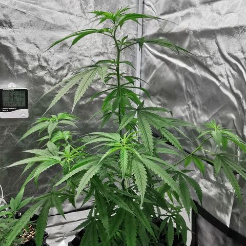 Gorilla OG growlog timeline photo