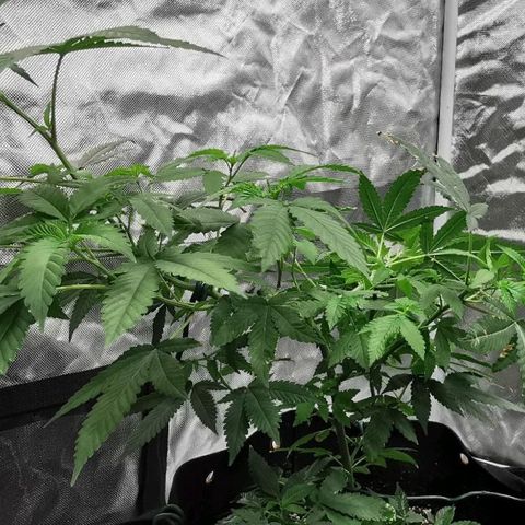COP growlog timeline photo