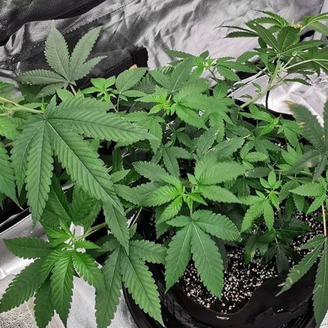 COP growlog timeline photo