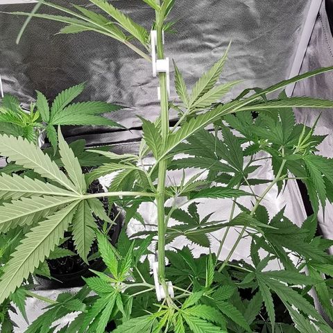 Gorilla OG growlog timeline photo