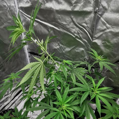 Gorilla OG growlog timeline photo