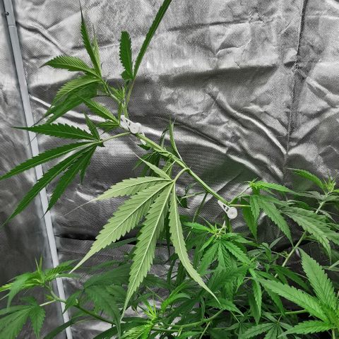 Gorilla OG growlog timeline photo