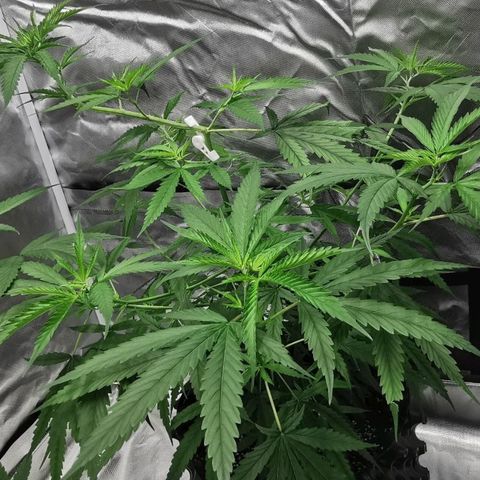 Gorilla OG growlog timeline photo