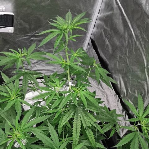 Gorilla OG growlog timeline photo