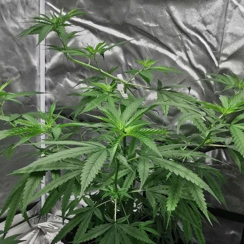 Gorilla OG growlog timeline photo