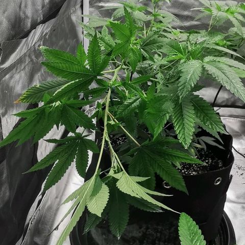 COP growlog timeline photo