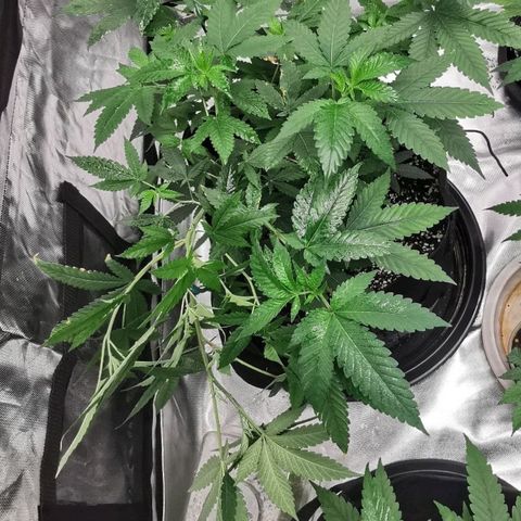 COP growlog timeline photo