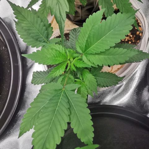 COP (clone2) growlog timeline photo