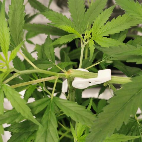 Gorilla OG growlog timeline photo