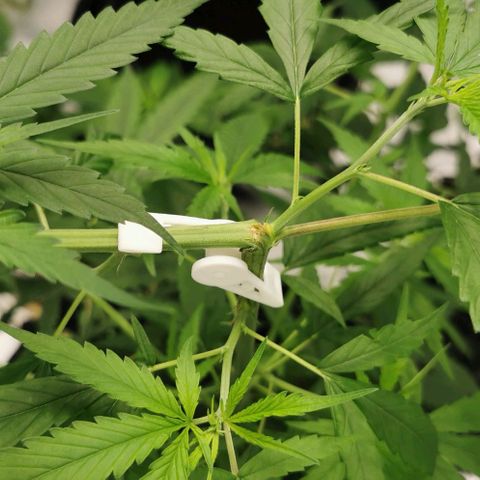 Gorilla OG growlog timeline photo