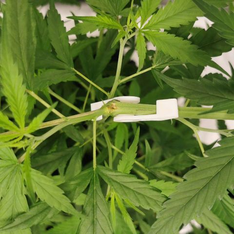 Gorilla OG growlog timeline photo