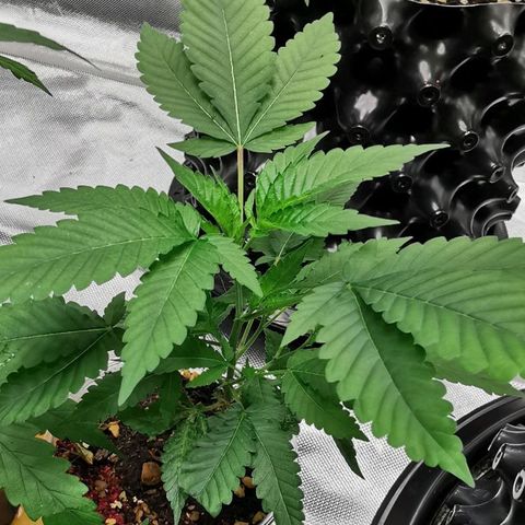 COP (clone2) growlog timeline photo