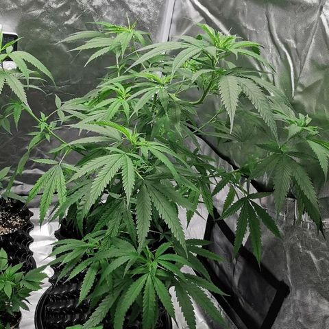 Gorilla OG growlog timeline photo