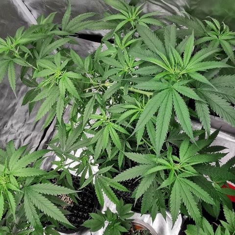 Gorilla OG growlog timeline photo