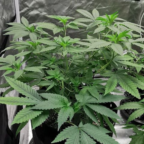 COP growlog timeline photo