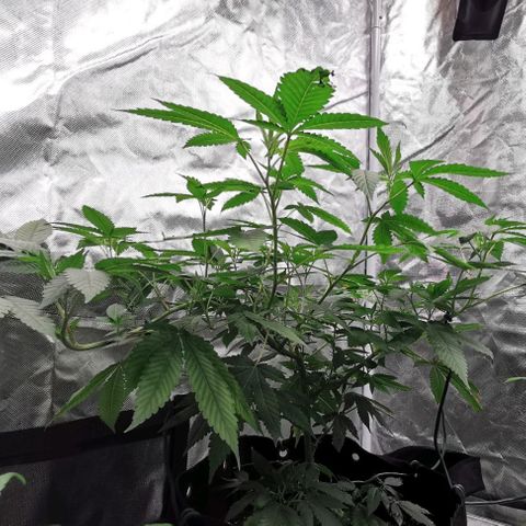 COP growlog timeline photo