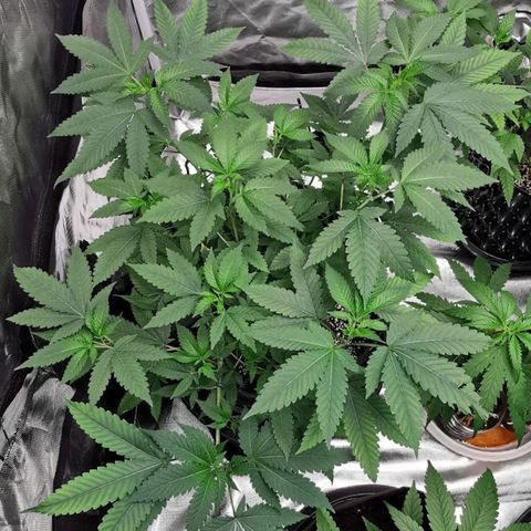 COP growlog timeline photo