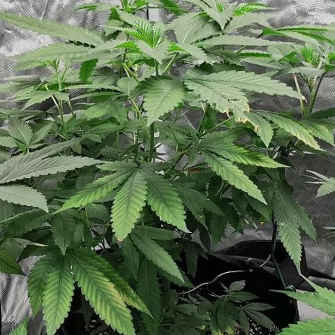 COP growlog timeline photo