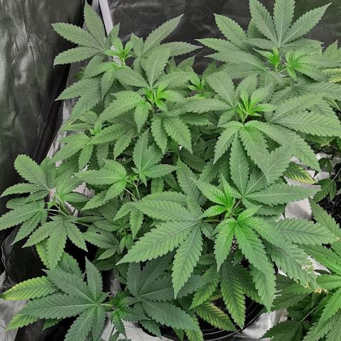 COP growlog timeline photo