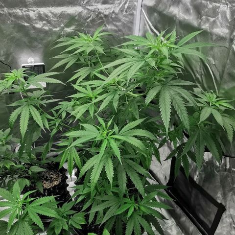 Gorilla OG growlog timeline photo