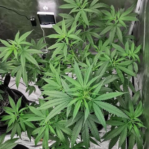 Gorilla OG growlog timeline photo