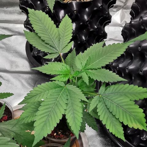 COP (clone2) growlog timeline photo