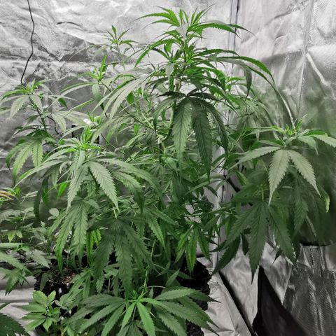 Gorilla OG growlog timeline photo
