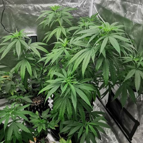 Gorilla OG growlog timeline photo