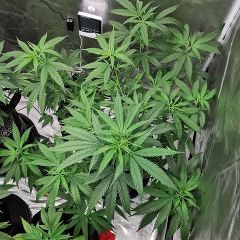 Gorilla OG growlog timeline photo