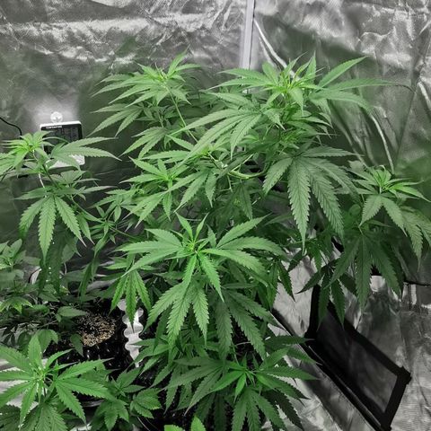 Gorilla OG growlog timeline photo