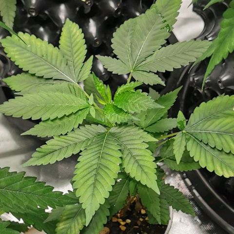 COP (clone2) growlog timeline photo