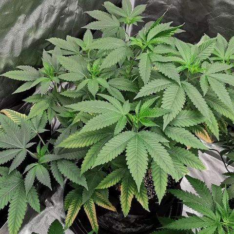 COP growlog timeline photo