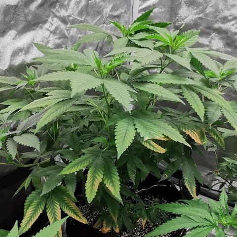 COP growlog timeline photo