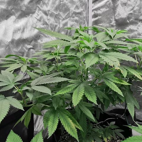 COP growlog timeline photo